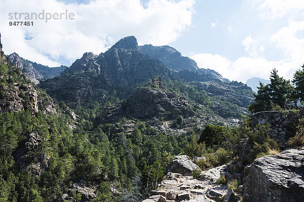 Berglandschaft mit Wanderweg  Kiefernwald  Refuge de Carrozzu  Korsika  Frankreich  Europa