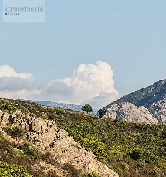 Einzelner Baum auf einem Hügel vor Wolken  Korsika  Frankreich  Europa