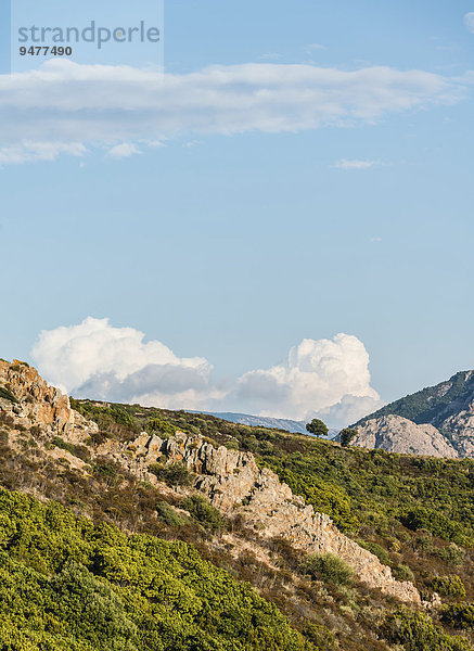 Einzelner Baum auf einem Hügel vor Wolken  Korsika  Frankreich  Europa