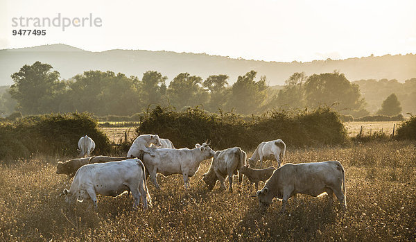 Charolais-Rinder auf einer Weide besteigen sich  Abendlicht  Korsika  Frankreich  Europa