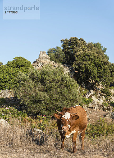 Braune Kuh grast vor archäologischer Fundstätte der Jungsteinzeit  Filitosa  Korsika  Frankreich  Europa
