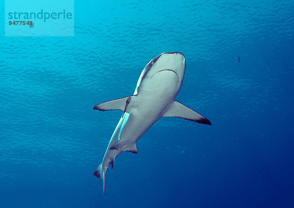 Grauer Riffhai (Carcharhinus amblyrhynchos)  Palau  Mikronesien  Ozeanien