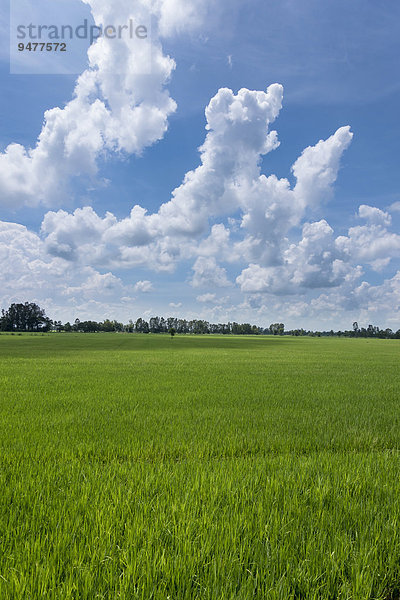 Reisfelder  Can Tho  Vietnam  Asien