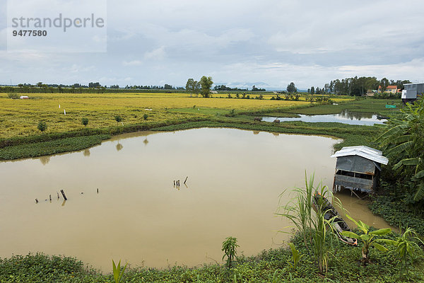 Reisfelder  Chao Doc  Vietnam  Asien