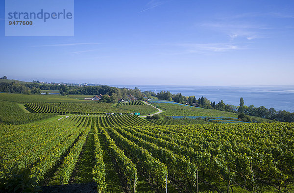 Weinberge am Bodensee  Meersburg  Baden-Württemberg  Deutschland  Europa