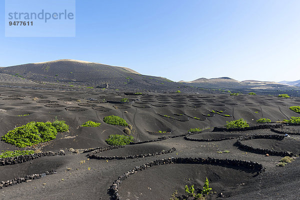 Weinanbau vor Wind geschützt durch Lavasteinwälle in Trockenbaumethode auf Lava  Vulkanlandschaft bei La Geria  Lanzarote  Kanarische Inseln  Spanien  Europa