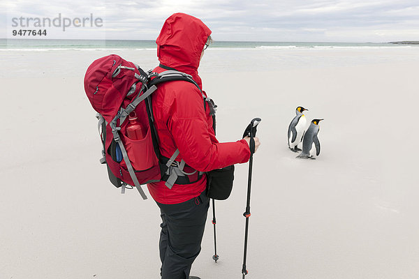 Wanderin und Königspinguine (Aptenodytes patagonicus)  Volunteer Point  Ost-Falklandinseln  Falklandinseln  Südamerika