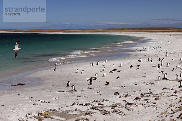 Blutschnabelmöwe (Leucophaeus scoresbii) über Strand mit Eselspinguinen (Pygoscelis papua) und vereinzelten Magellanpinguinen (Spheniscus magellanicus)  Bleaker Island  Falklandinseln  Südamerika