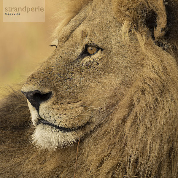 Löwe (Panthera leo)  Männchen mit langer Mähne  Okavango Delta  Botswana  Afrika