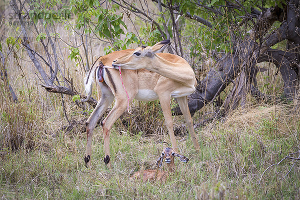 Impala (Aepyceros melampus) Weibchen unmittelbar nach der Geburt zieht sich Nachgeburt aus dem Hinterleib  vorne Neugeborenes im Gras  Okavango-Delta  Botswana  Afrika