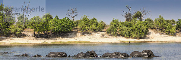 Eine Herde Afrikanischer Elefanten (Loxodonta africana) durchquert einen Fluss  Panorama-Format  Chobe-Nationalpark  Chobe River  Botswana  Afrika