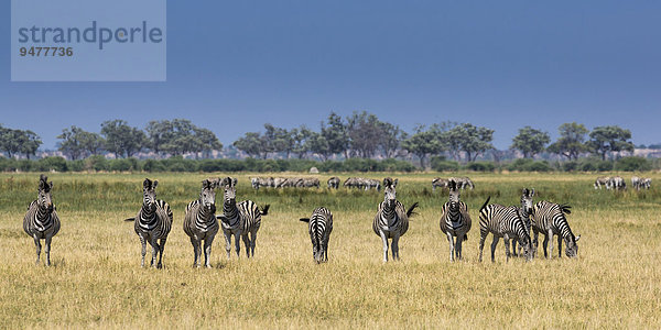 Steppenzebras (Equus quagga)  Savuti Area  Chobe-Nationalpark  Botswana  Afrika