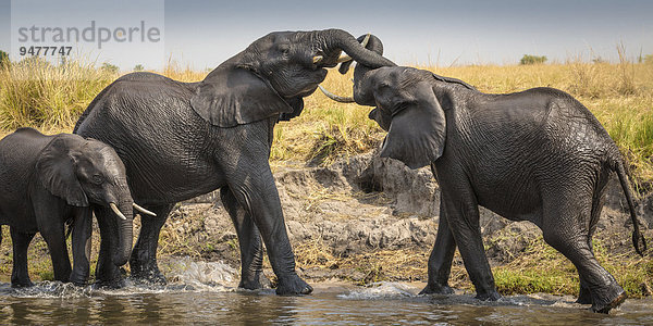 Zwei Afrikanische Elefanten (Loxodonta africana) kämpfen miteinander  Chobe River  Chobe-Nationalpark  Botswana  Afrika