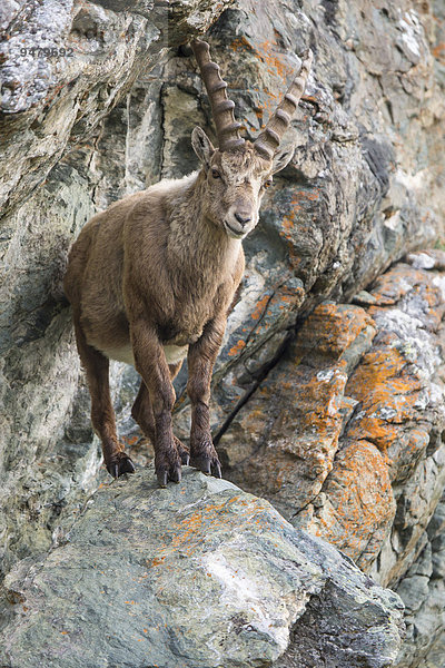 Alpensteinbock (Capra ibex) in Felswand  Nationalpark Hohe Tauern  Österreich  Europa