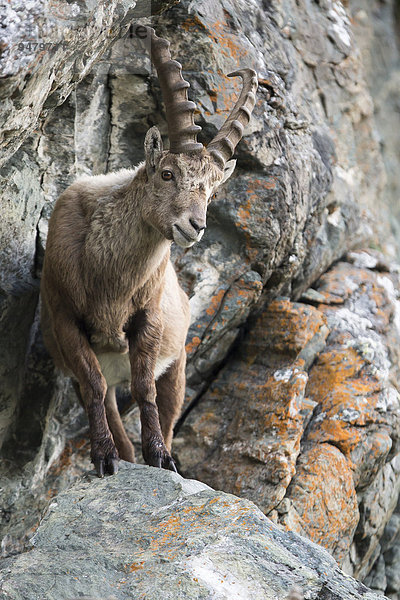 Alpensteinbock (Capra ibex) in Felswand  Nationalpark Hohe Tauern  Österreich  Europa