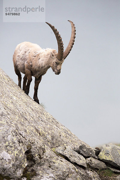 Alpensteinbock (Capra ibex)  Nationalpark Hohe Tauern  Österreich  Europa