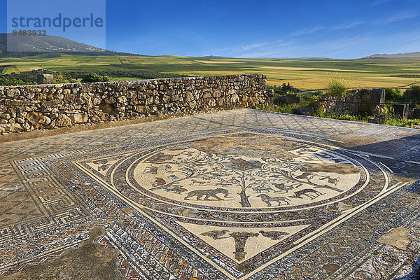 Römisches Mosaik  Orpheus mit afrikanischen Tiere  Haus des Orpheus  archäologische Stätte  Volubilis  UNESCO Weltkulturerbe  bei Meknes  Marokko  Afrika