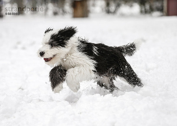 Bobtail  Old English Sheepdog  Altenglischer Schäferhund  Welpe  4 Monate  läuft im Schnee