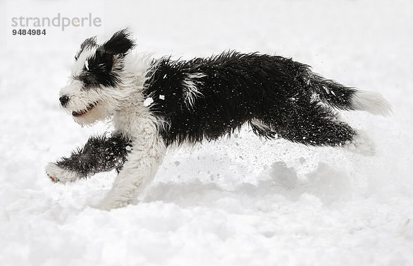 Bobtail  Old English Sheepdog  Altenglischer Schäferhund  Welpe  4 Monate  läuft im Schnee