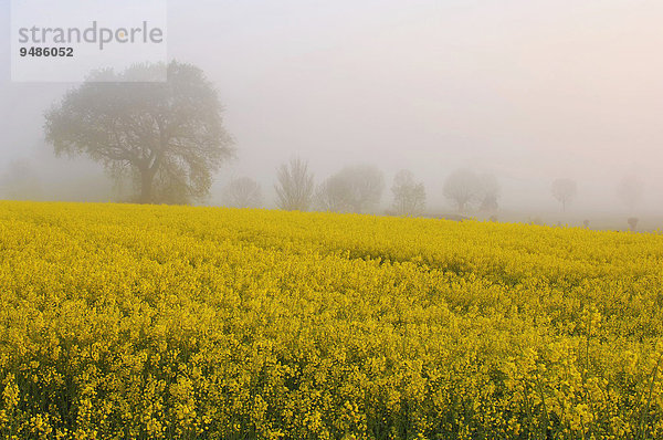 Blühendes Rapsfeld  dahinter Bäume im Nebel  Rheinberg  Niederrhein  Nordrhein-Westfalen  Deutschland  Europa