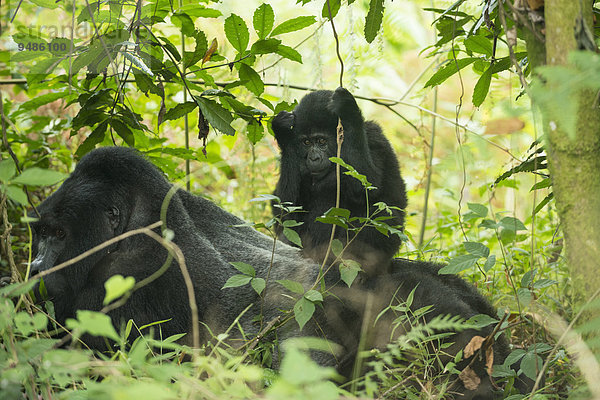Berggorilla (Gorilla beringei beringei)  Jungtier sitzt auf Männchen  Bwindi-Impenetrable-Nationalpark  Uganda  Afrika
