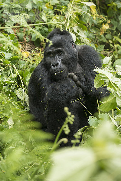 Berggorilla (Gorilla beringei beringei)  Bwindi-Impenetrable-Nationalpark  Uganda  Afrika