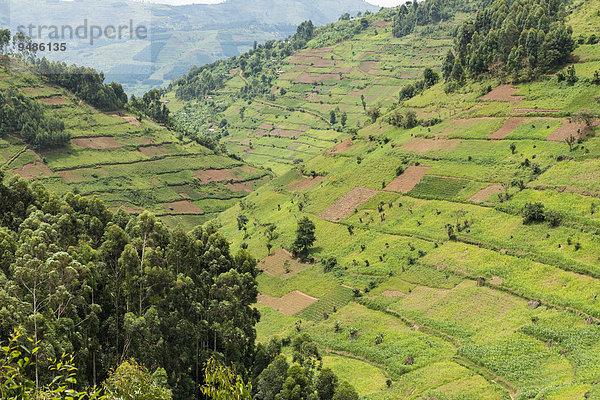 Bestellte Felder auf Hängen  Uganda  Afrika