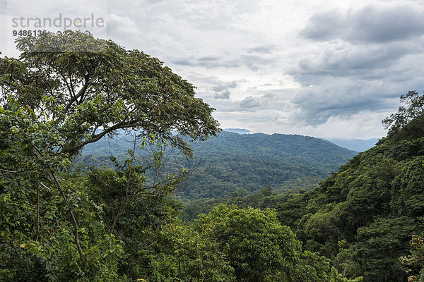 Dschungel  Lebensraum der Berggorillas  Bwindi Impenetrable Nationalpark  Uganda  Afrika