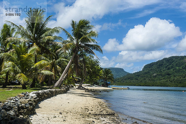 Sandstrand mit Palmen  Pohnpei  Mikronesien  Ozeanien