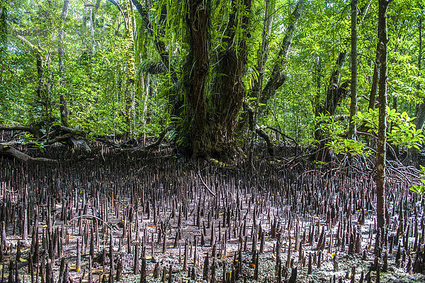 Mangrovenwurzeln  Carp Island  Chelbacheb-Inseln auch Rock Islands  Palau  Mikronesien  Ozeanien