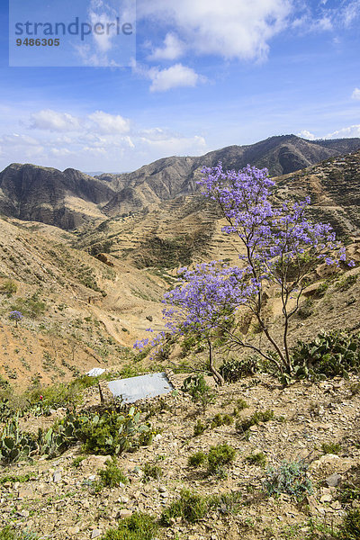 Berglandschaft  Region Semienawi Kayih Bahri  Eritrea  Afrika