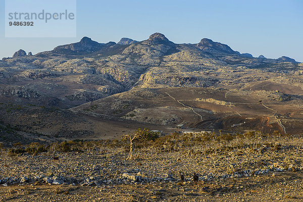 Riesige Felsberge am Dixsam Plateau  Sokotra  Jemen  Asien