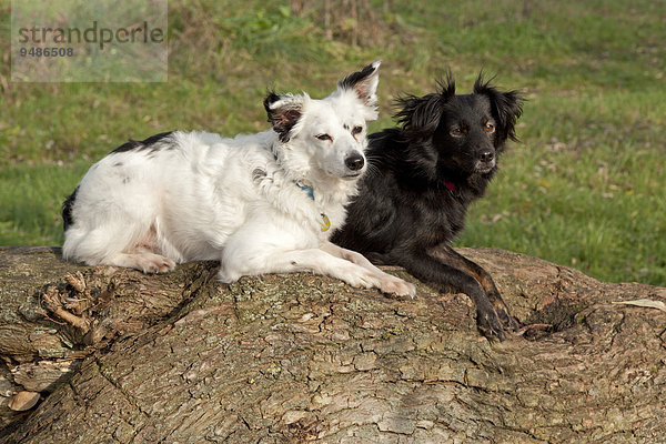 Weißer und schwarzer Mischling liegen nebeneinander auf einem Baumstamm