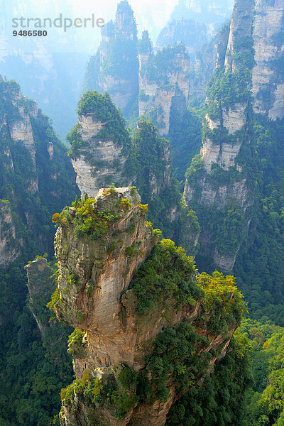 '''Avatar''-Berge mit Felsnadeln aus Quarzsandstein  Zhangjiajie Nationalpark  Provinz Hunan  China  Asien'
