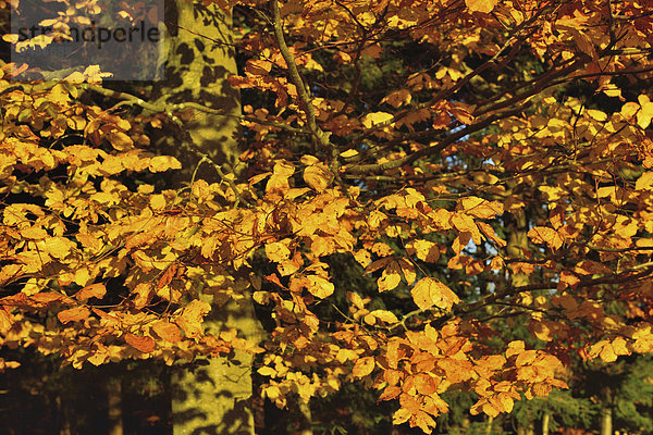Buche (Fagus sylvatica) mit gelbem Herbstlaub  Deutschland  Europa