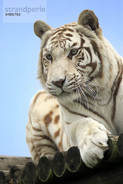 Königstiger (Panthera tigris tigris)  weiße Form  adult  Vorkommen in Asien  captive  England  Großbritannien  Europa