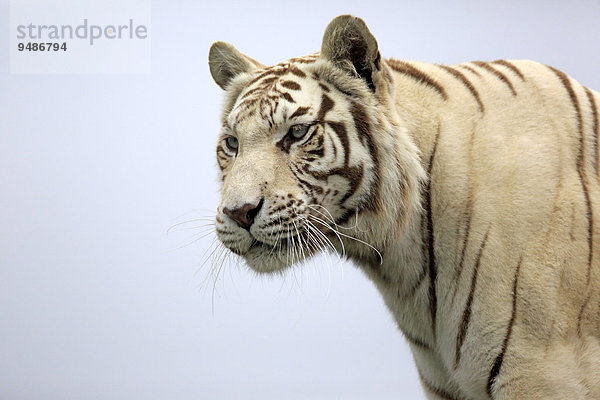 Königstiger (Panthera tigris tigris)  weiße Form  adult  Vorkommen in Asien  captive  England  Großbritannien  Europa