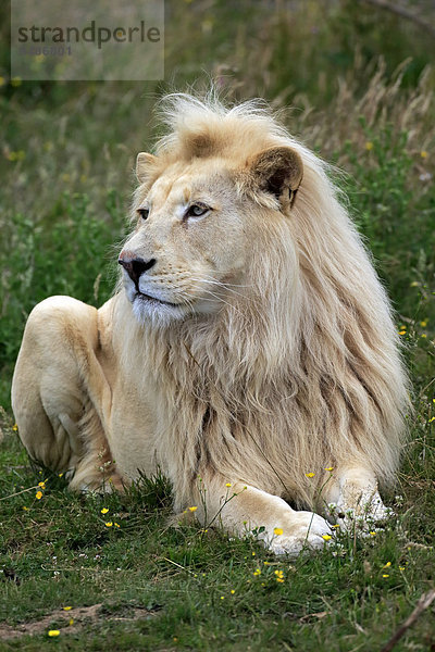Löwe (Panthera leo)  adultes Männchen  weiße Form  Vorkommen in Afrika  captive  England  Großbritannien  Europa