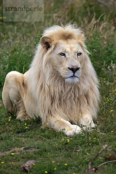Löwe (Panthera leo)  adultes Männchen  weiße Form  Vorkommen in Afrika  captive  England  Großbritannien  Europa