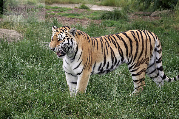 Sibirischer Tiger (Panthera tigris altaica)  adult  fauchend  Vorkommen Asien  captive  England  Großbritannien  Europa