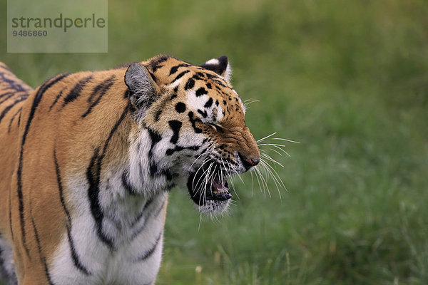 Sibirischer Tiger (Panthera tigris altaica)  adult  fauchend  Vorkommen Asien  captive  England  Großbritannien  Europa