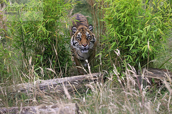 Sibirischer Tiger (Panthera tigris altaica)  adult  pirschend  Vorkommen Asien  captive  England  Großbritannien  Europa