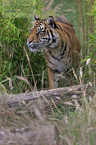 Sibirischer Tiger (Panthera tigris altaica)  adult  Vorkommen Asien  captive  England  Großbritannien  Europa