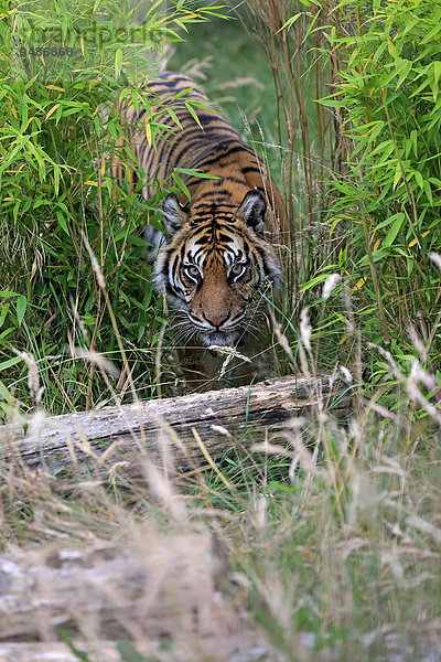 Sibirischer Tiger (Panthera tigris altaica)  adult  Vorkommen Asien  captive  England  Großbritannien  Europa
