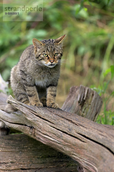 Europäische Wildkatze oder Waldkatze (Felis silvestris silvestris)  adult  wachsam  Surrey  England  Großbritannien  Europa