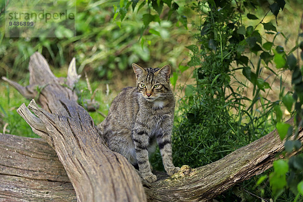 Europäische Wildkatze oder Waldkatze (Felis silvestris silvestris)  adult  Surrey  England  Großbritannien  Europa