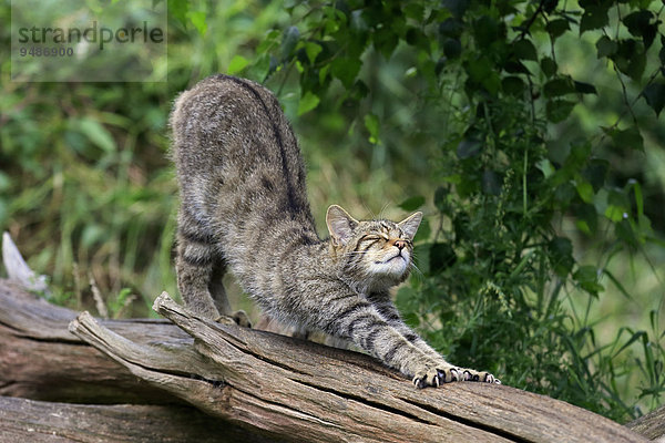 Europäische Wildkatze oder Waldkatze (Felis silvestris silvestris)  adult  streckt sich  Surrey  England  Großbritannien  Europa