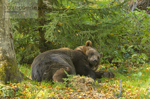 Liegender europäischer Braunbär (Ursus arctos arctos) hebt Kopf  Herbst  captive  Nationalpark Bayerischer Wald  Bayern  Deutschland  Europa