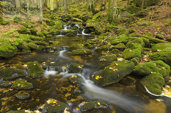 Kleine Ohe  Bachlauf im Wald zwischen mit Moos bewachsenen Felsen  Herbst  Nationalpark Bayerischer Wald  Bayern  Deutschland  Europa