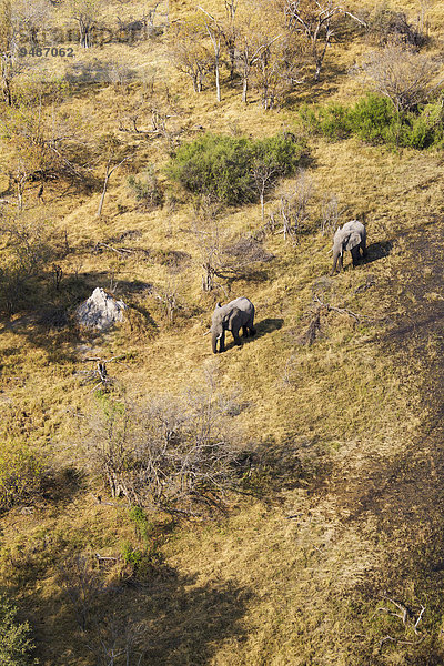 Luftbild  Afrikanische Elefanten (Loxodonta africana)  zwei Elefantenbullen durchstreifen das Okavango Delta  Botswana  Afrika